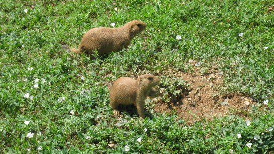 prairie dogs!