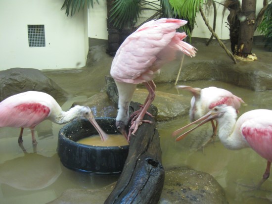 spoonbills