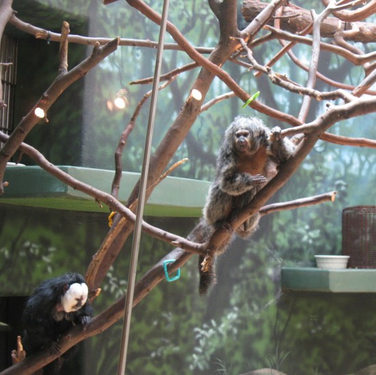 white-faced saki!