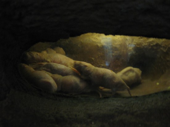 Naked Mole Rats!