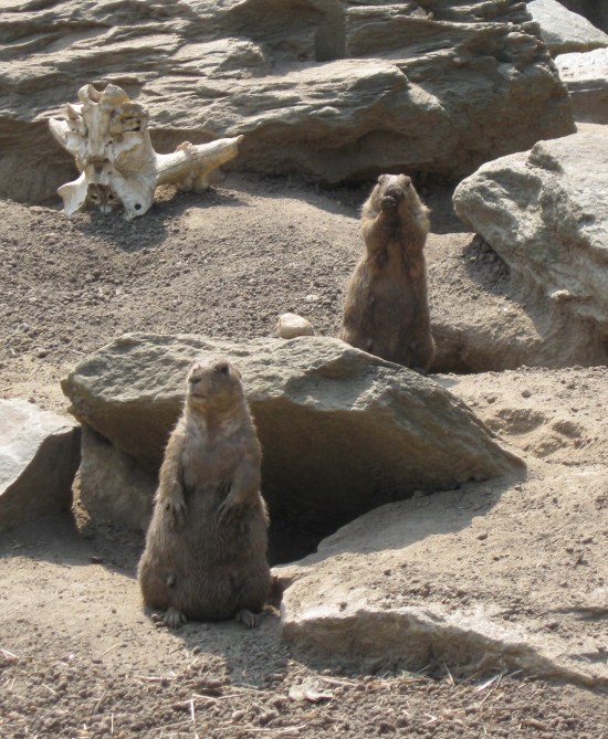 Prairie Dogs!