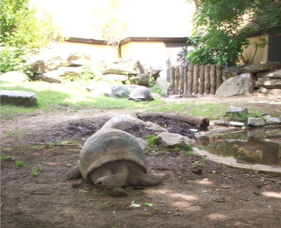 Tortoises!