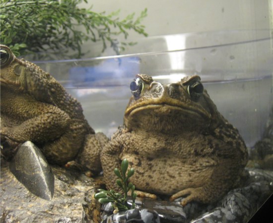 angry toad!