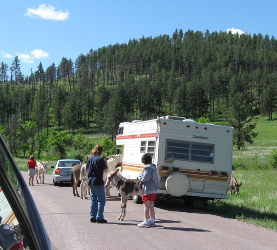 Anne + boy + burros!
