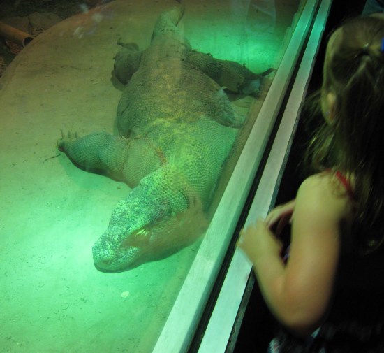 Komodo dragon!