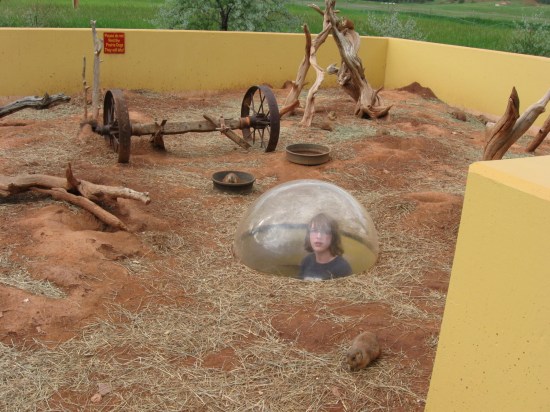 prairie dog dome!
