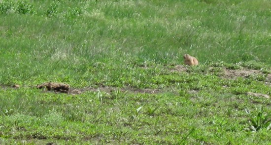 prairie dog!