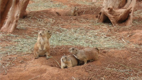 prairie dogs!