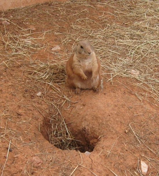 prairie dog!