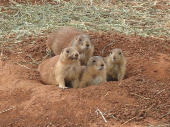 prairie dogs!