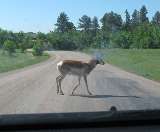 pronghorn antelope!