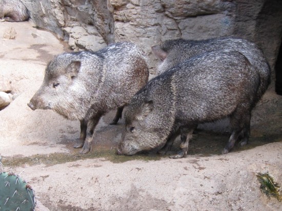 collared peccary!