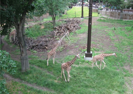 giraffes below!
