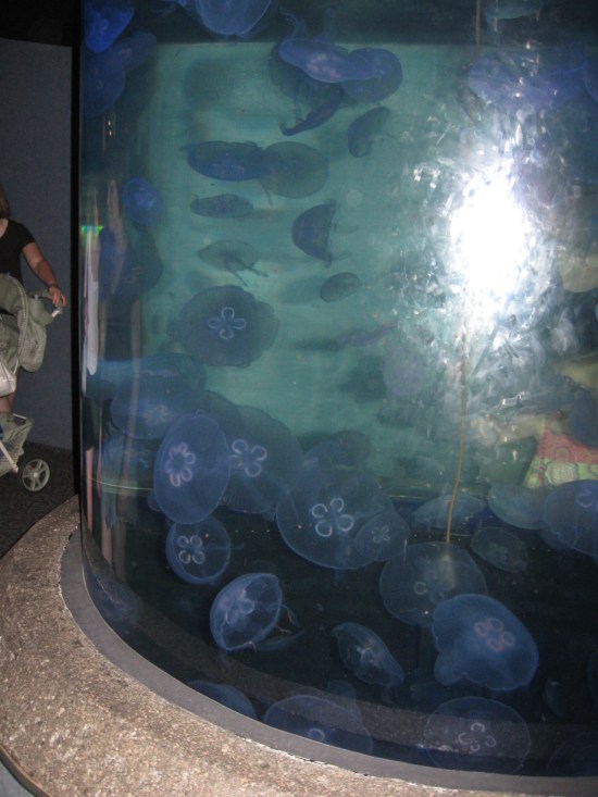 jellyfish!