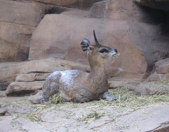 klipspringer!