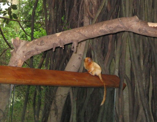 long-tailed something!