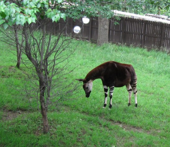 okapi!