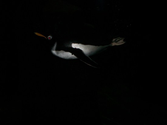penguin diving!