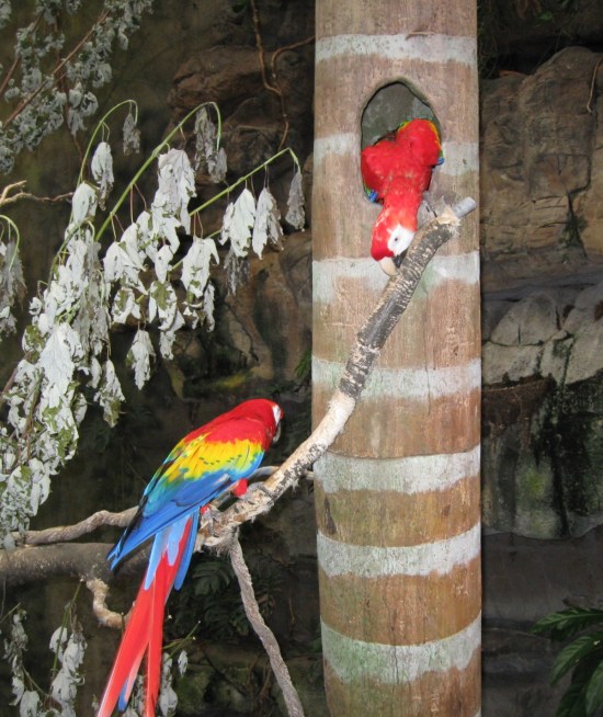 scarlet macaws!