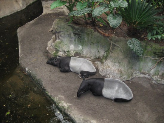 tapirs!