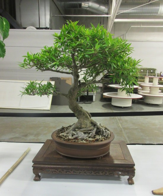 1994 EPCOT narrow leaf ficus!