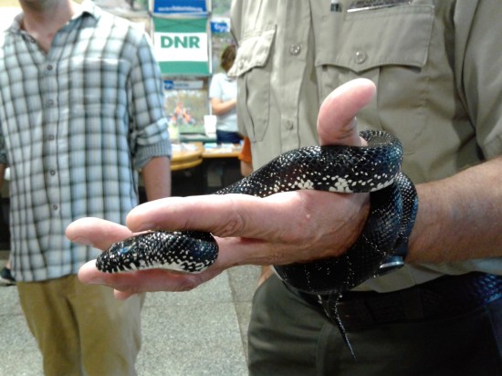 black king snake!