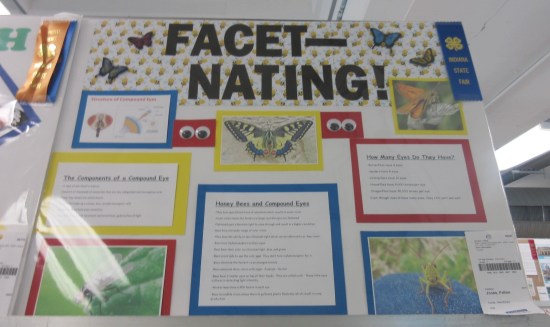 Facet-Nating!