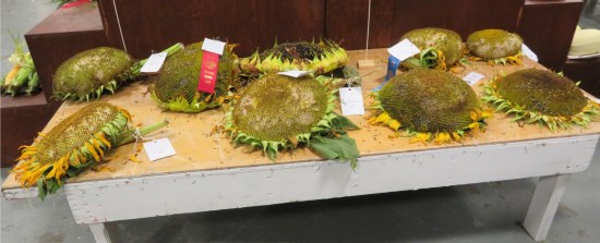 giant sunflower heads!