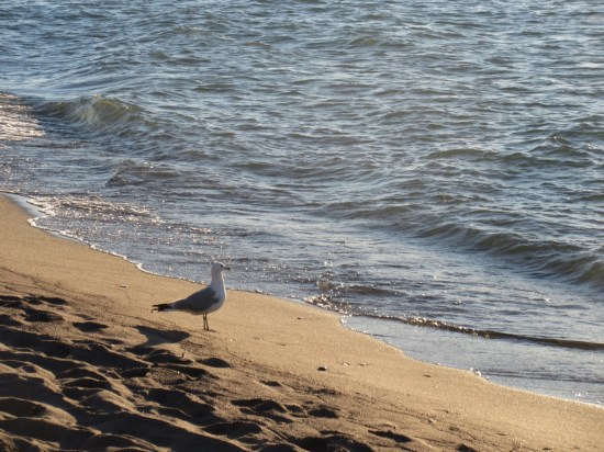 seagull!