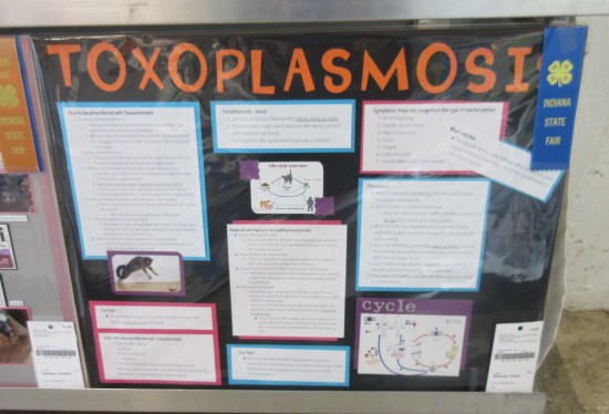 Toxoplasmosis!