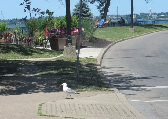 seagull crossing!