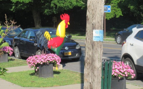 Kinderhook rooster!