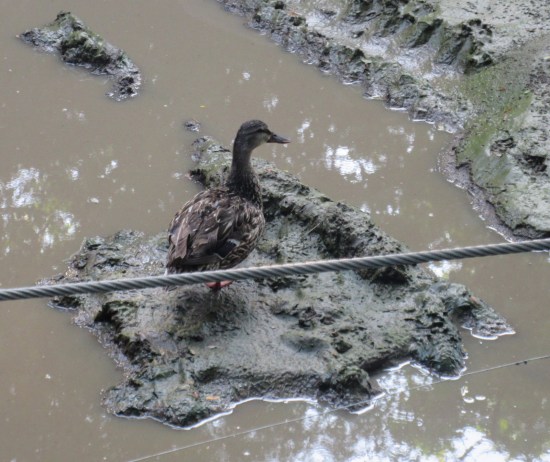 duck in mud!