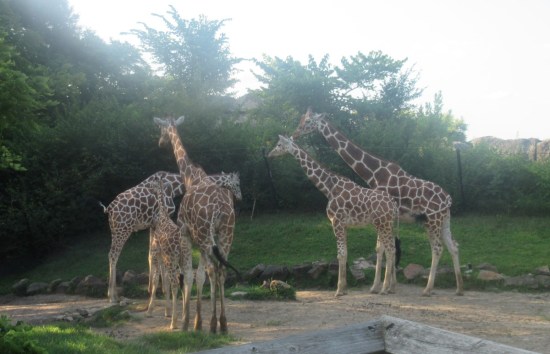 giraffes!