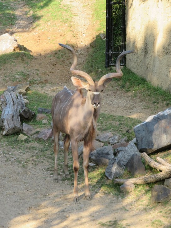 greater kudu!
