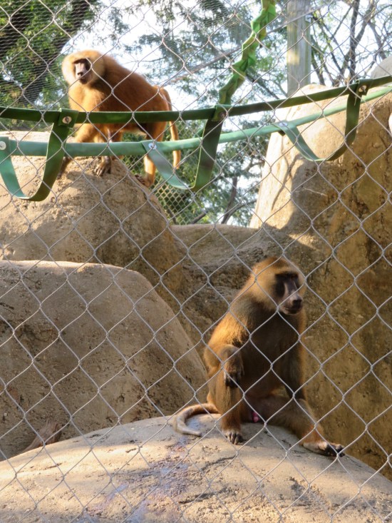 Guinea baboons!