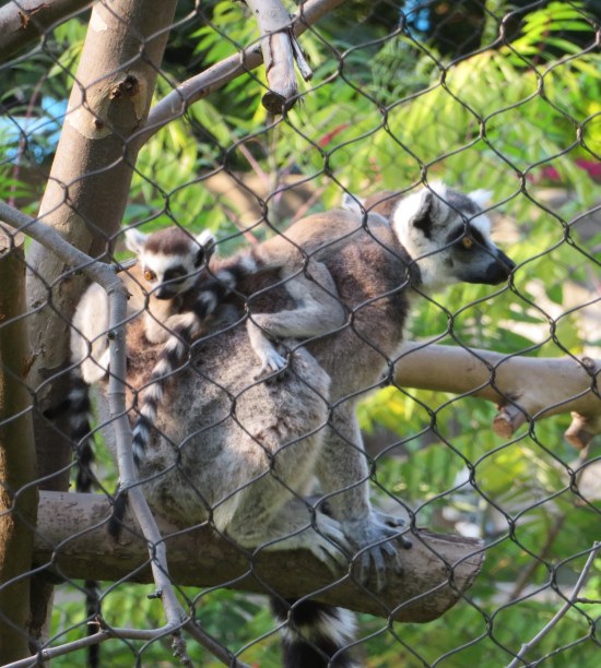 lemur baby!