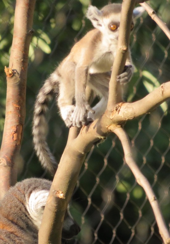 lemur + stick!