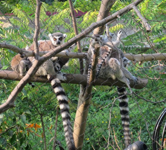 ring-tailed lemurs!