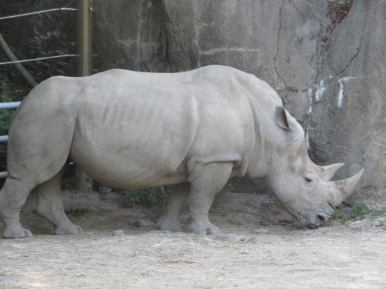 white rhino!