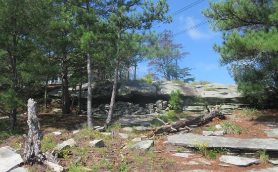 copse and cubbyhole!