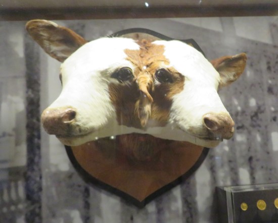 two-headed calf!