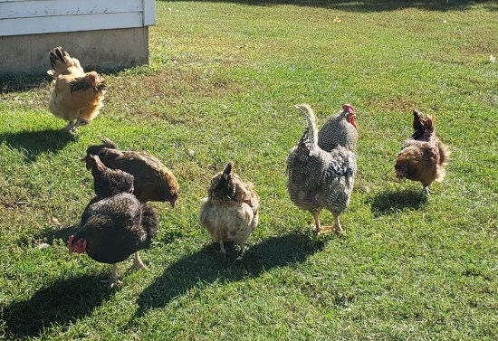chickens!