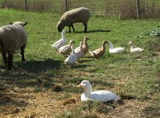 ducks and sheep!