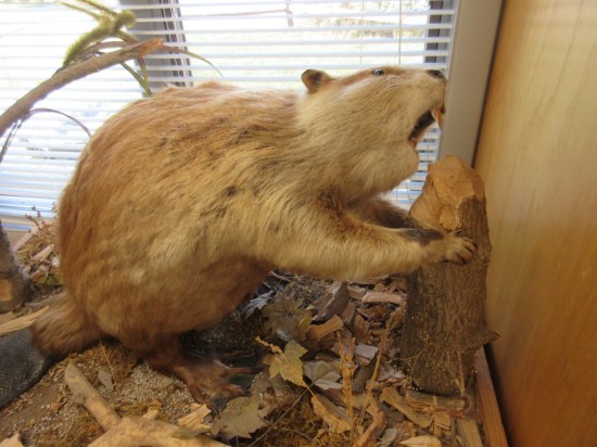 stuffed beaver!