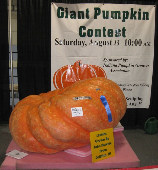 1160-pound pumpkin!