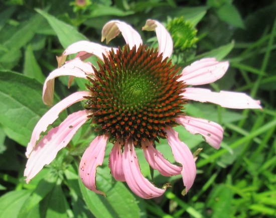Echinacea coneflower!
