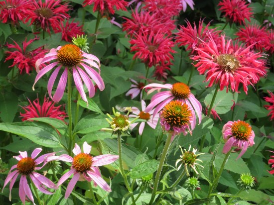 purple + red flowers!