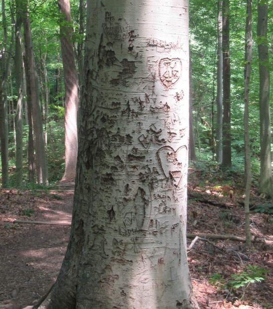 tree carvings!