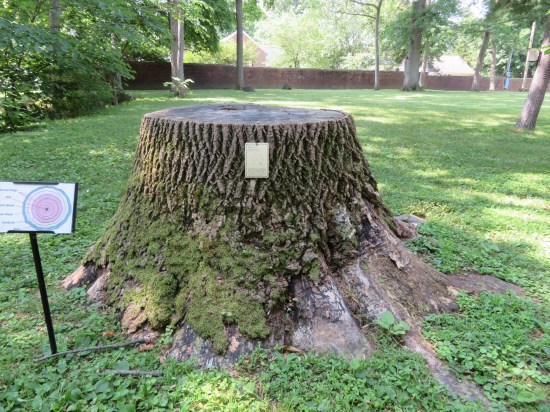 Tulip poplar stump!